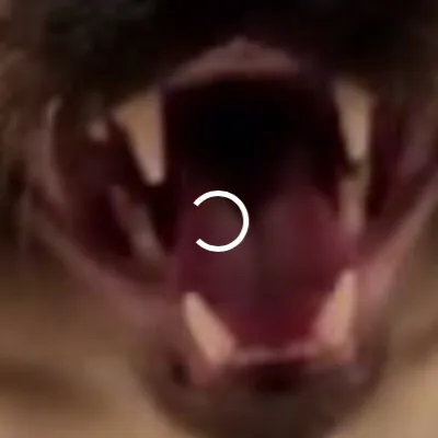 chat with ai character: Solangelo child