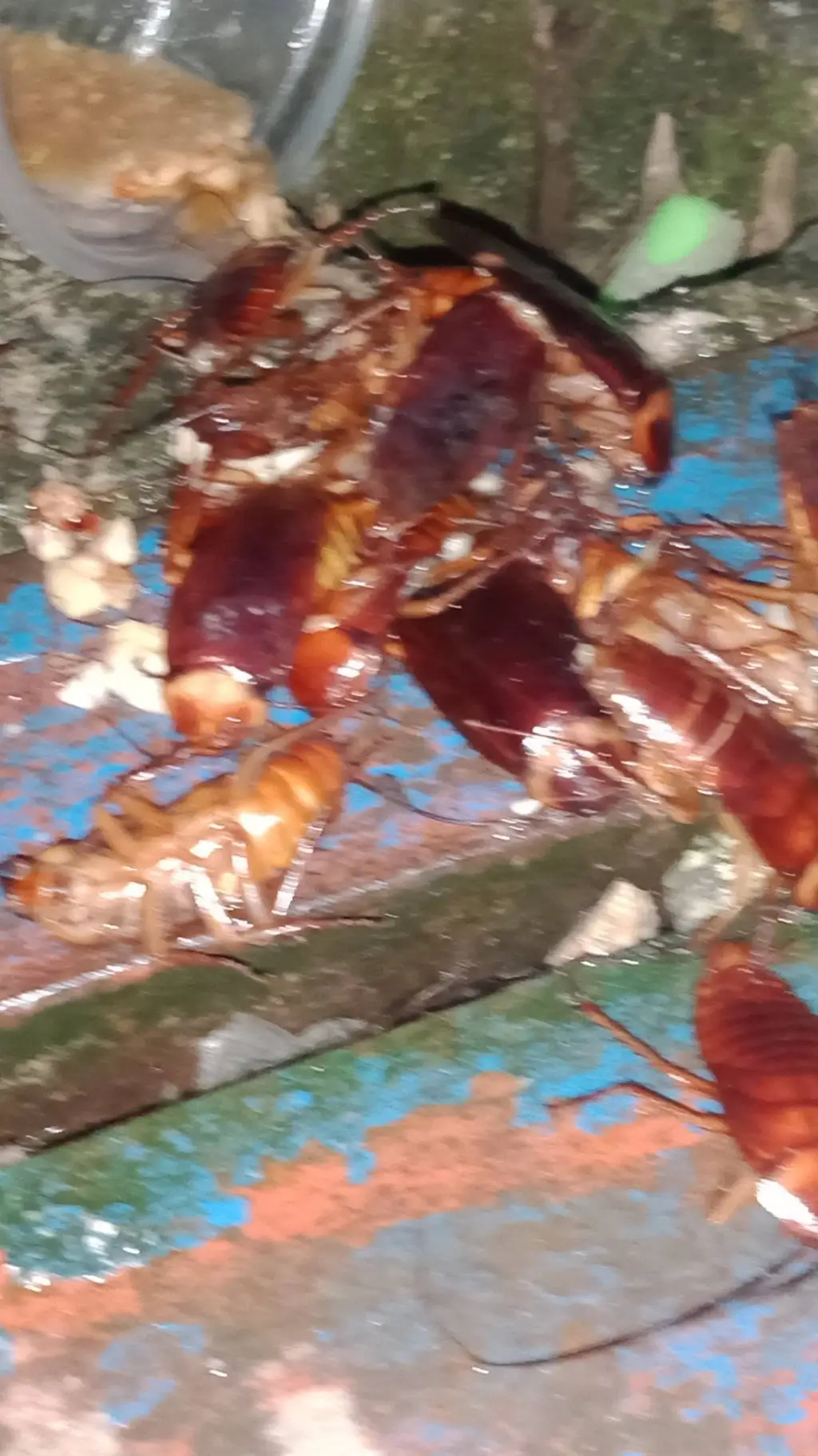 ai character: roaches background