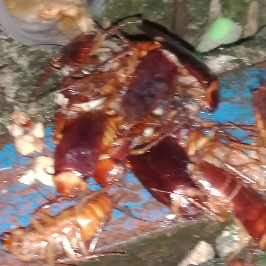 chat with ai character: roaches