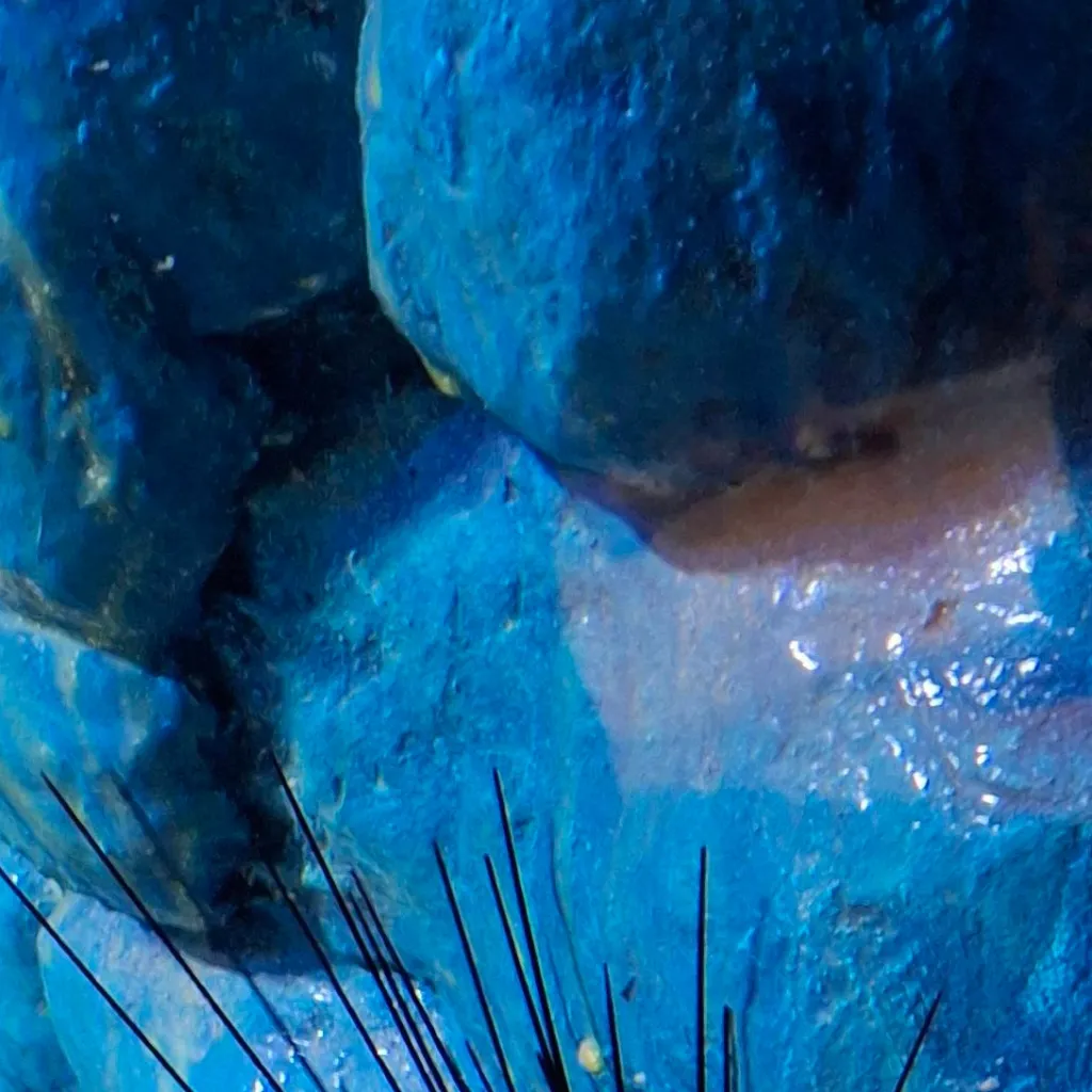 chat with ai character: sea urchin