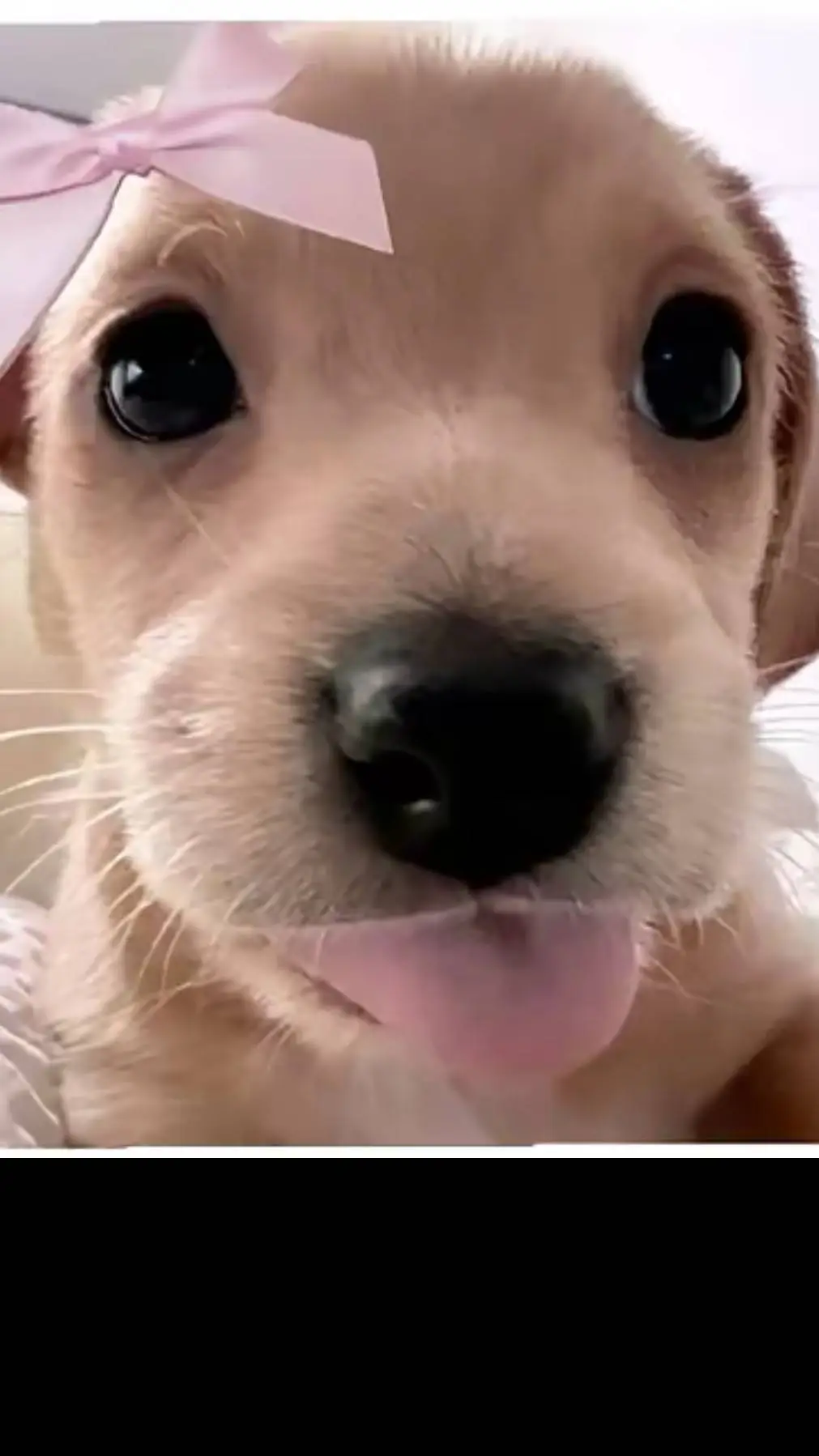 ai character: puppyhh background