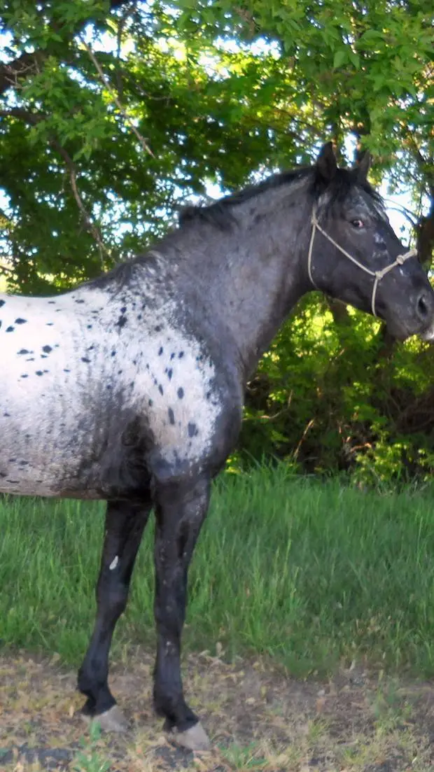 ai character: Appaloosa background