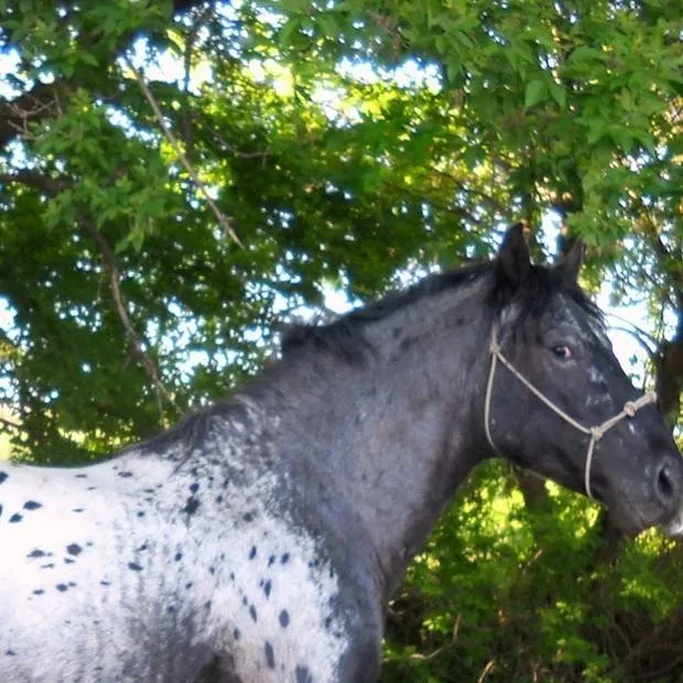 chat with ai character: Appaloosa