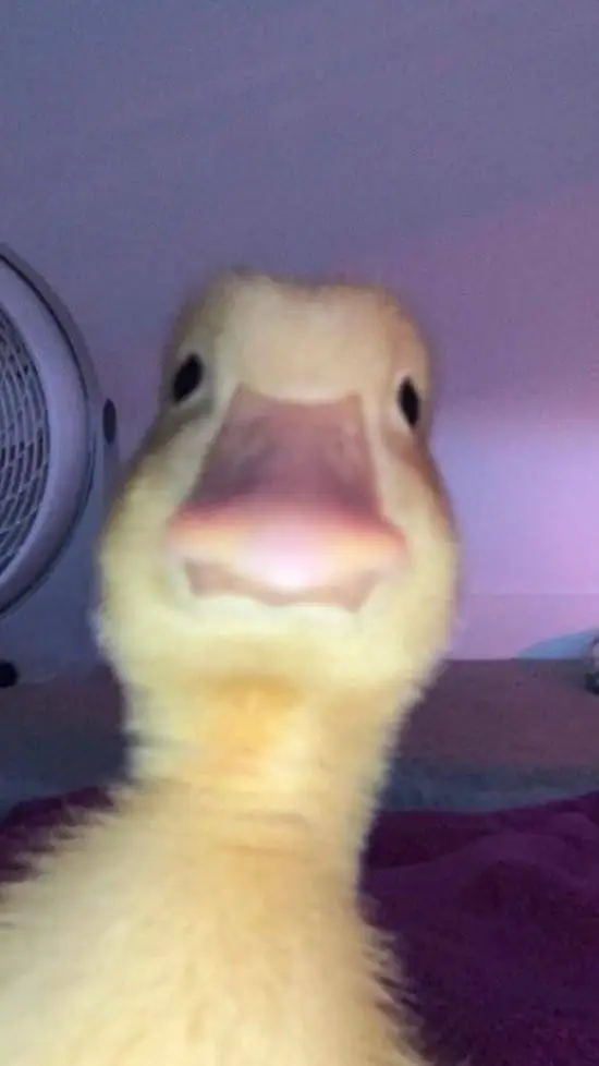 ai character: goose background
