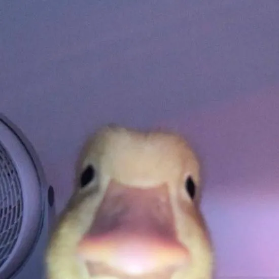 chat with ai character: goose