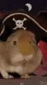 ai character: DA GPIG PIRATE background