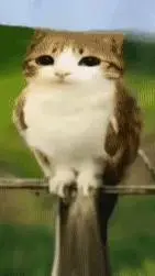 ai character: Meowl background