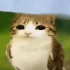 chat with ai character: Meowl