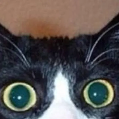 chat with ai character: Shocked cat