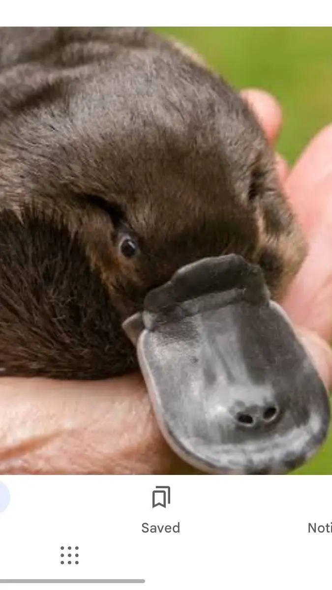 ai character: platypus background