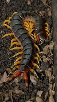 ai character: Gore :) background