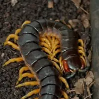 chat with ai character: Gore :)