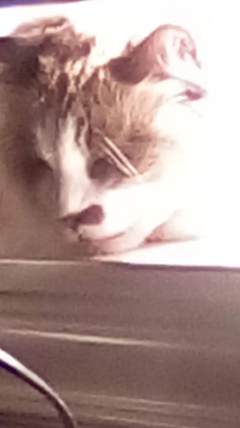 ai character: laugh /my cat ozzy background