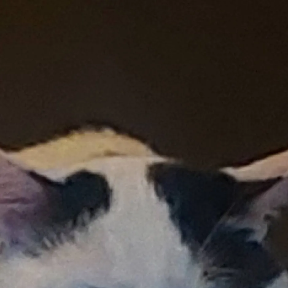 chat with ai character: show-your-pet