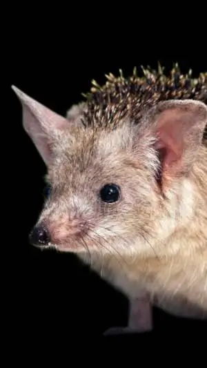 ai character: long eard hedgehog background