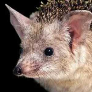 chat with ai character: long eard hedgehog