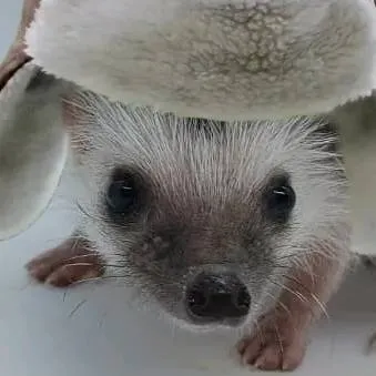 chat with ai character: Hecker (me) 