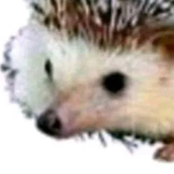 chat with ai character: Carl the hedgehog