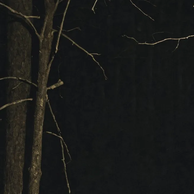 chat with ai character: MD in the woods
