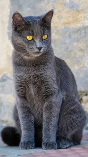 ai character: Priya  background