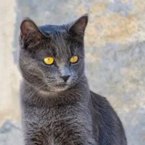 chat with ai character: Priya 