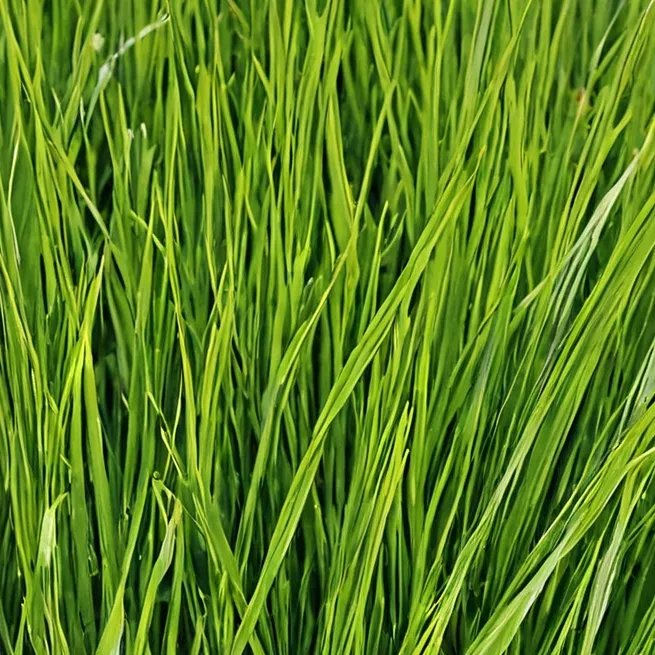 chat with ai character: Touch grass!!