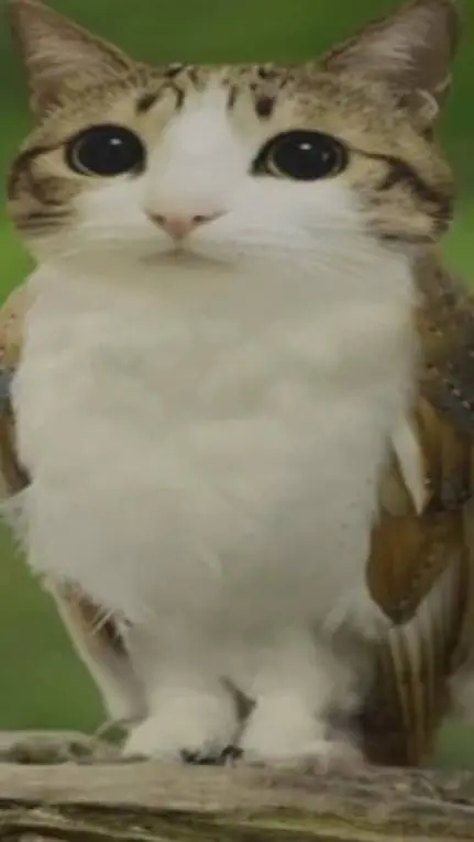 ai character: Meowl background