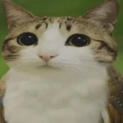 chat with ai character: Meowl