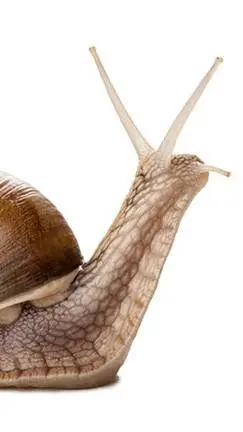 ai character: immortal snail. background