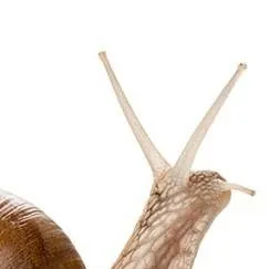 chat with ai character: immortal snail.