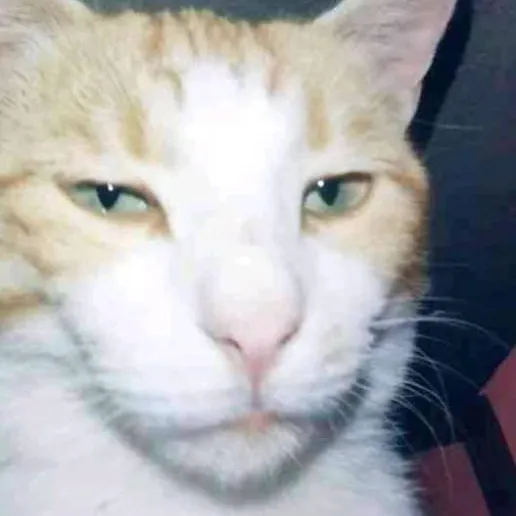 chat with ai character: CH 150 🤑