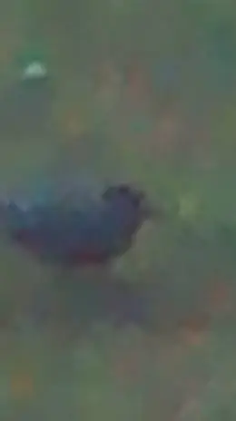 ai character: birb background