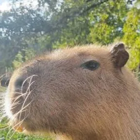 chat with ai character: Capibara 