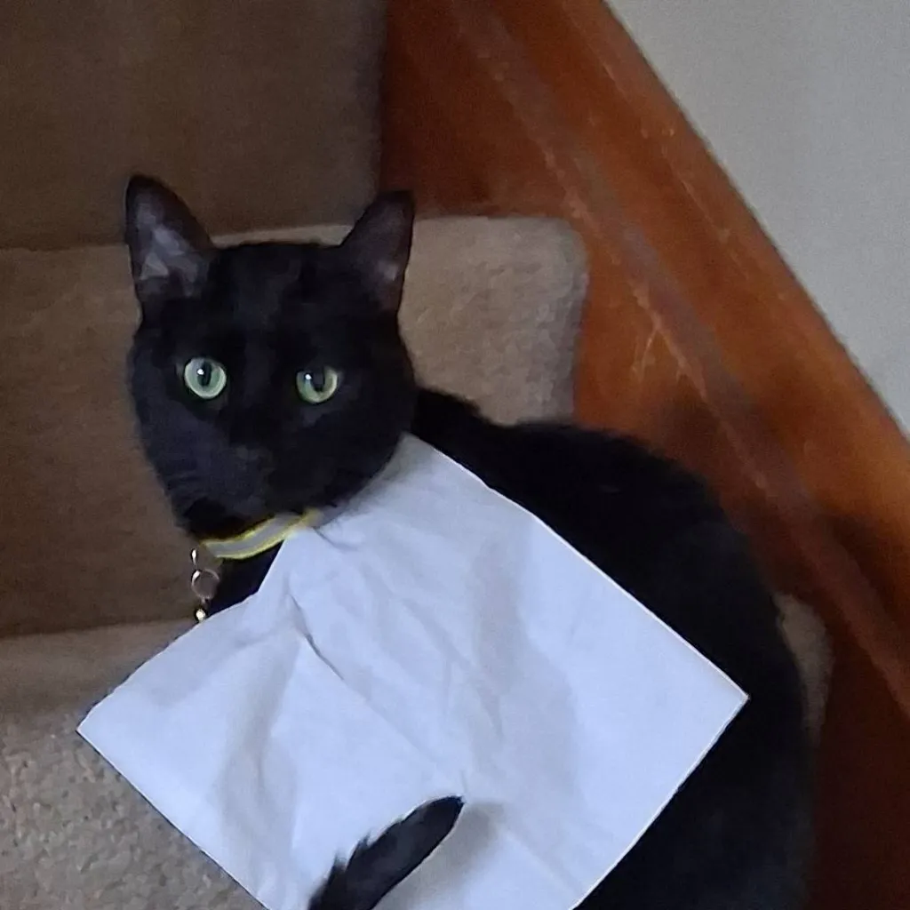 chat with ai character: Cat
