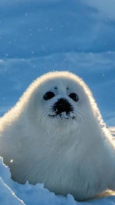 ai character: 🥹BABY PUPS SEAL🥹 background
