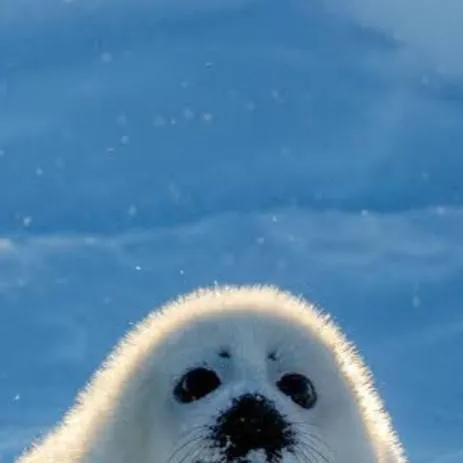 chat with ai character: 🥹BABY PUPS SEAL🥹