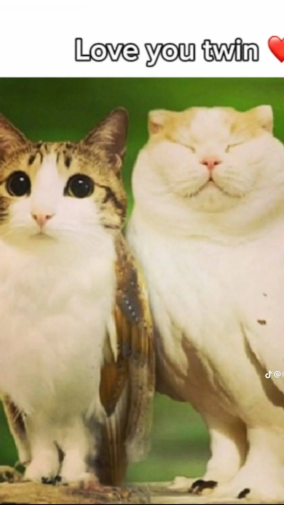 ai character: meowl background