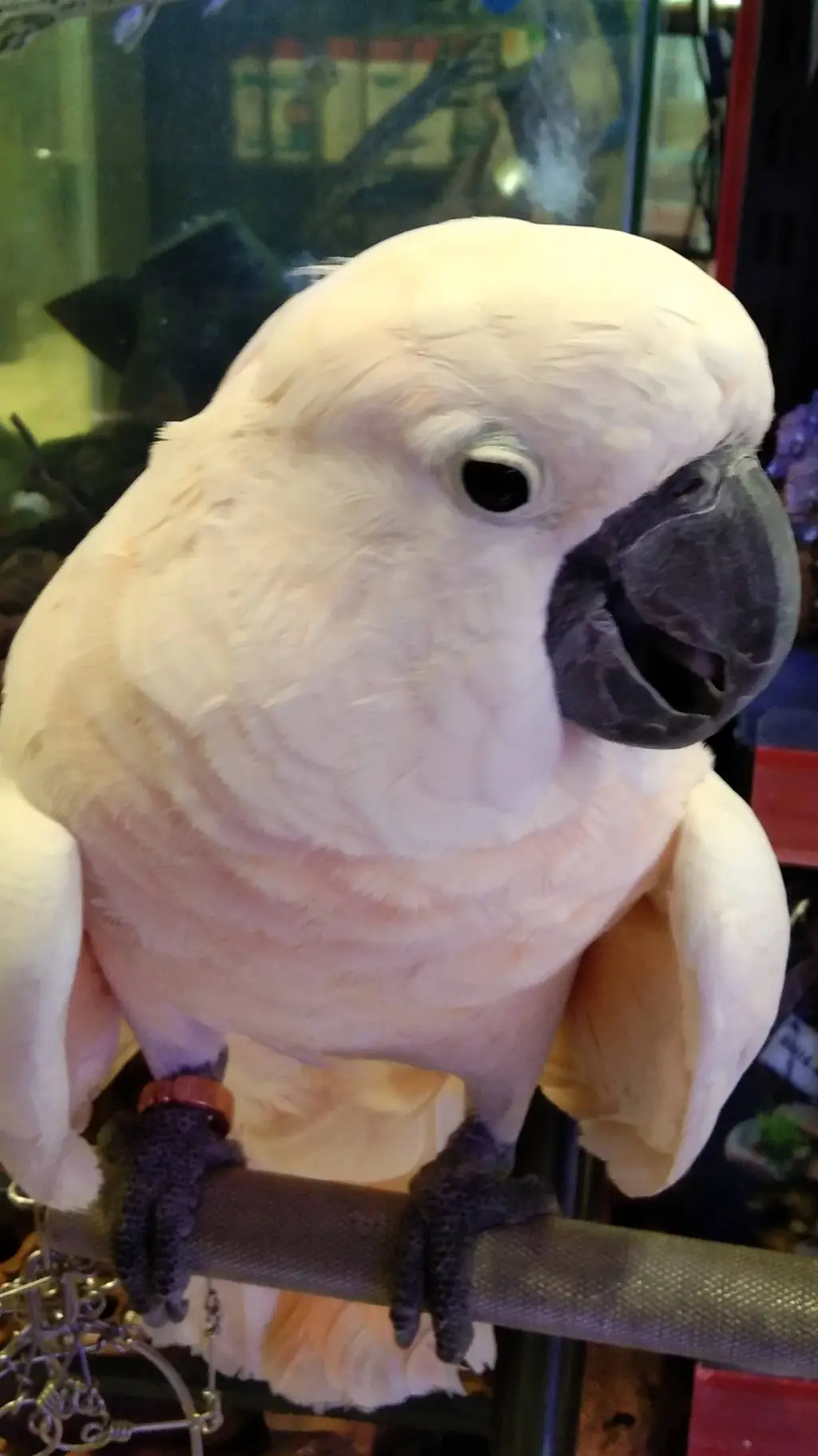ai character: Little Birdie background