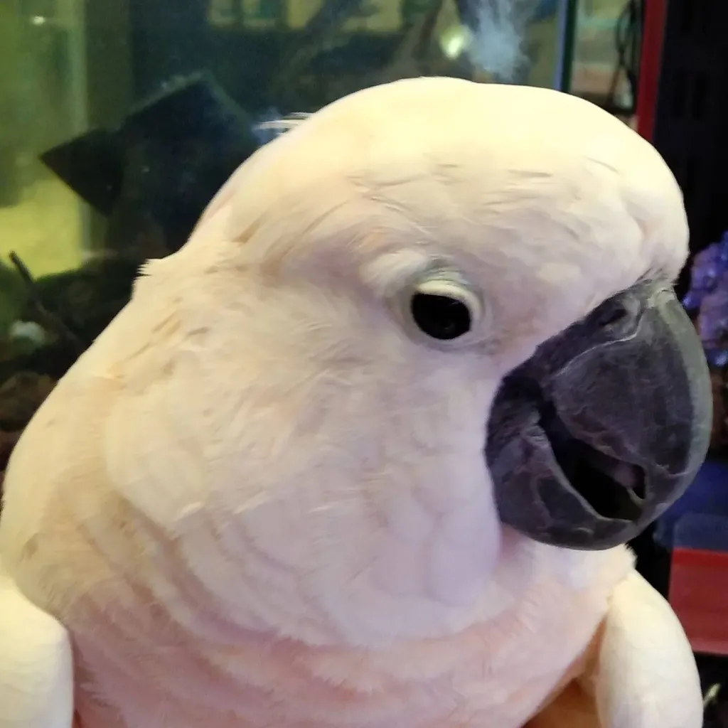 chat with ai character: Little Birdie