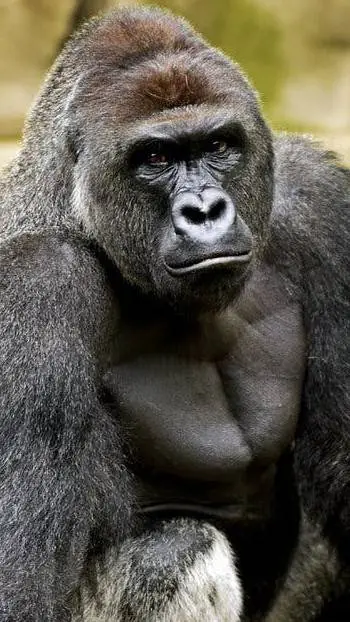 ai character: Harambe background