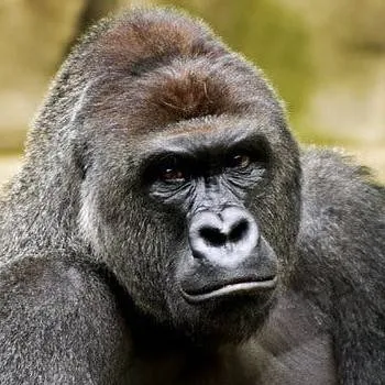 chat with ai character: Harambe