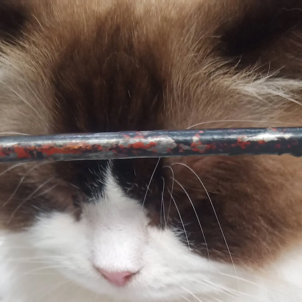 chat with ai character: bread