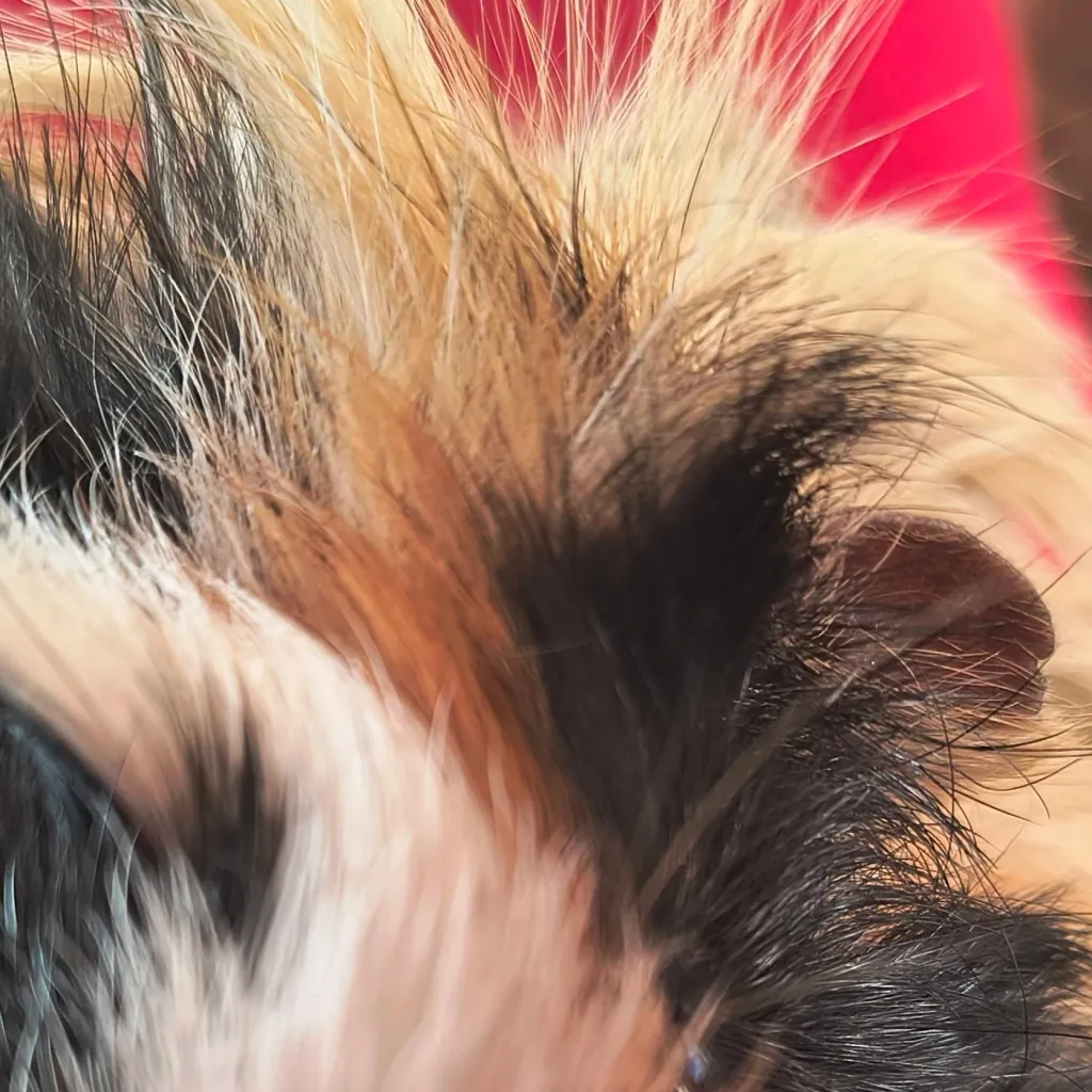 chat with ai character: габи