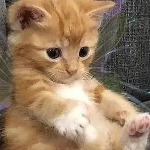 chat with ai character: kitty cat 🐱 