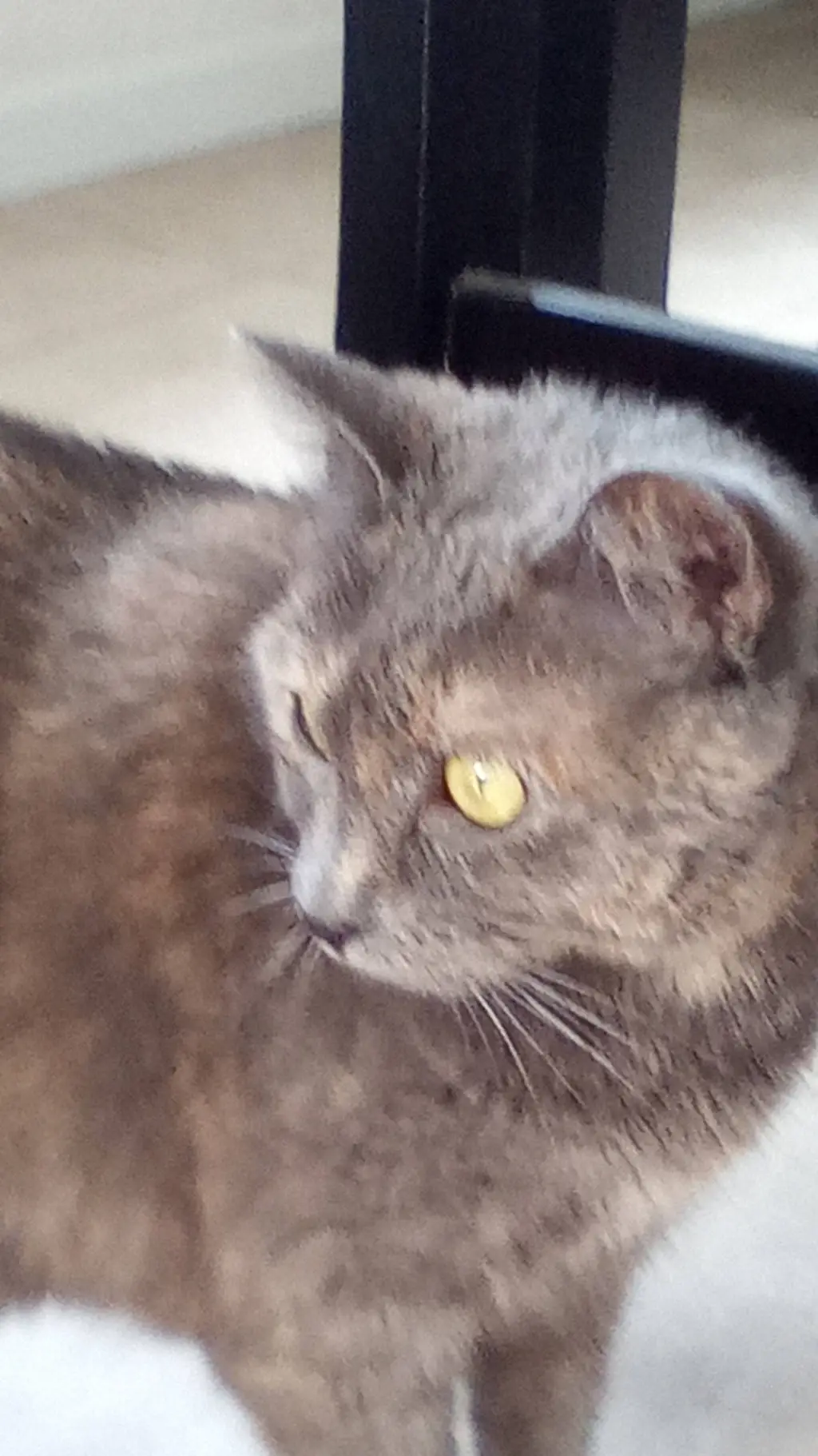 ai character: lily  background