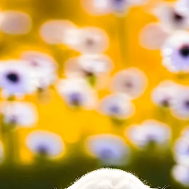 chat with ai character: lucy