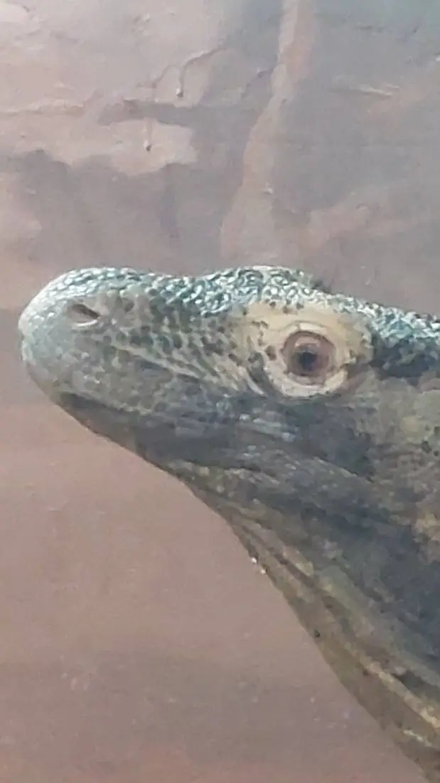 ai character: Douma background