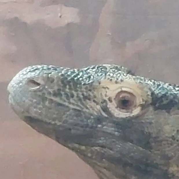 chat with ai character: Douma