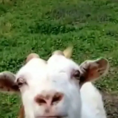 chat with ai character: Multiverse