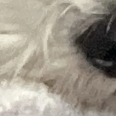 chat with ai character: Google